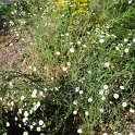 Boltonia asteroides